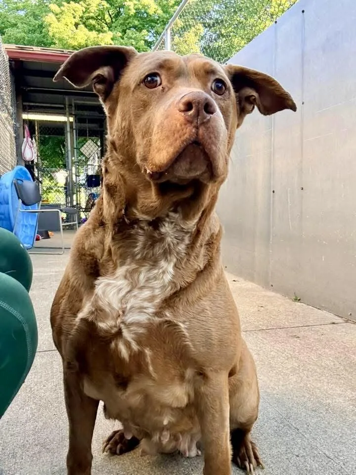 A senior medium-sized female Brown / Chocolate Chocolate Labrador Retriever dog named Candelabra for adoption in Chicago, IL