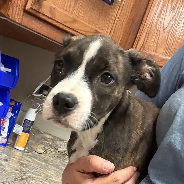A baby small-sized female Brindle Boxer dog named Scottie U for adoption in Tupelo, MS