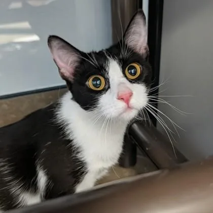 An adult medium-sized female Black & White / Tuxedo Domestic Short Hair cat named Margo for adoption in Dubuque, IA