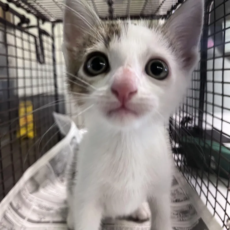 A baby small-sized male Domestic Short Hair cat named Zeema for adoption in Los Angeles, CA