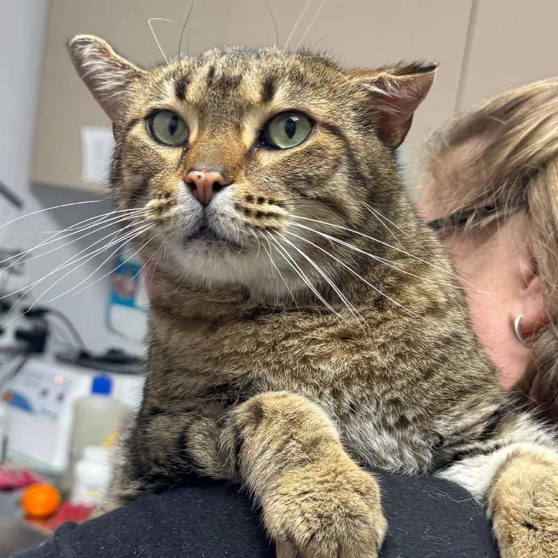 A senior large-sized male Brown / Chocolate Domestic Short Hair cat named Zucchini for adoption in Brookfield, WI