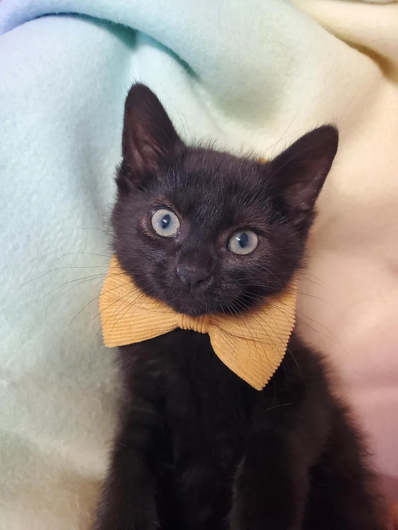 A baby medium-sized male Black Domestic Short Hair cat named Waldo for adoption in Marseilles, IL