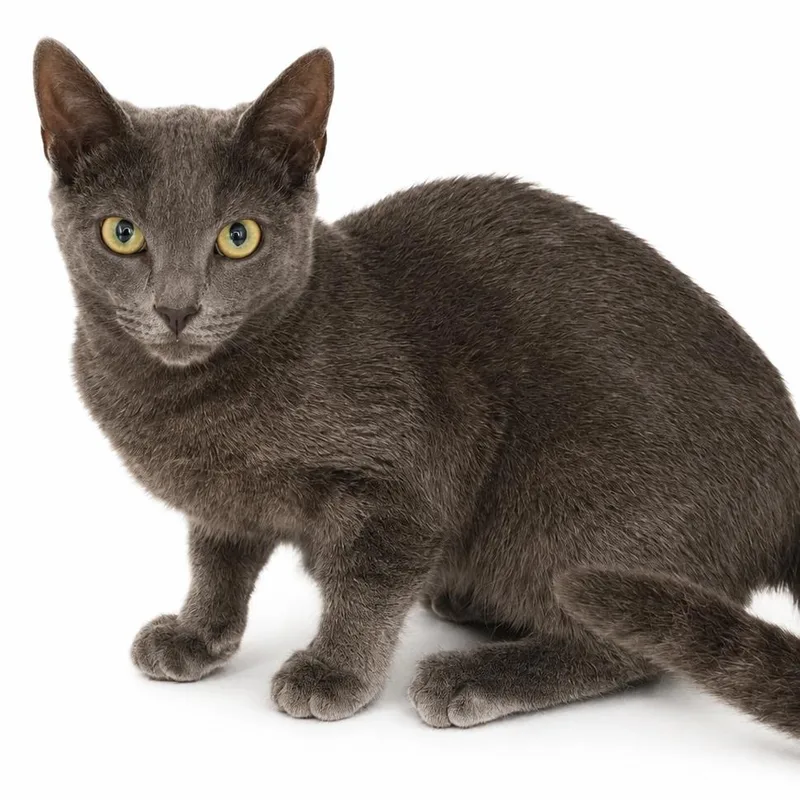 A baby small-sized male Domestic Short Hair cat named Toast for adoption in Los Angeles, CA