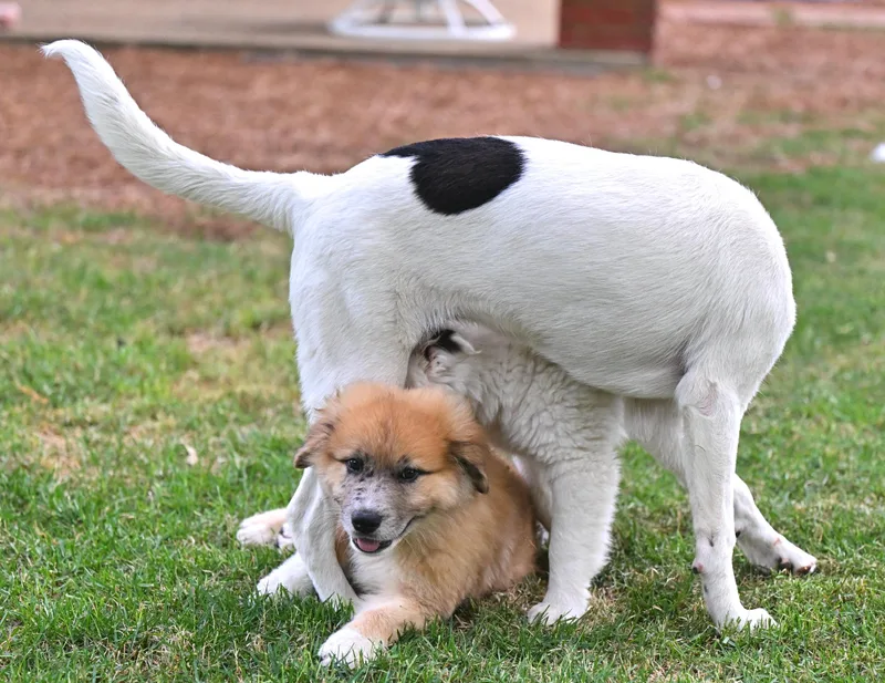 Fuji  A Peak thumbnail 2