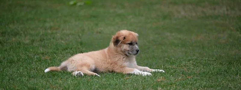 Fuji  A Peak thumbnail 3