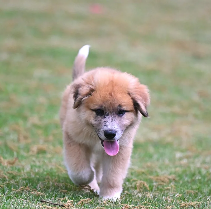 Fuji  A Peak thumbnail 4