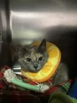 An adult medium-sized female Dilute Calico Domestic Short Hair cat named Momma for adoption in Manitowoc, WI
