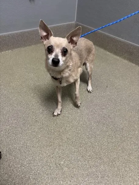 A senior small-sized female Chihuahua dog named Nonie for adoption in Las Vegas, NV