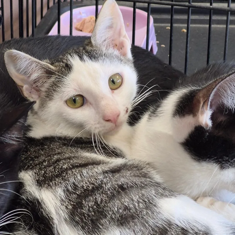 A baby small-sized female Gray / Blue / Silver Domestic Short Hair cat named Mary Shelley for adoption in Cleveland, MS