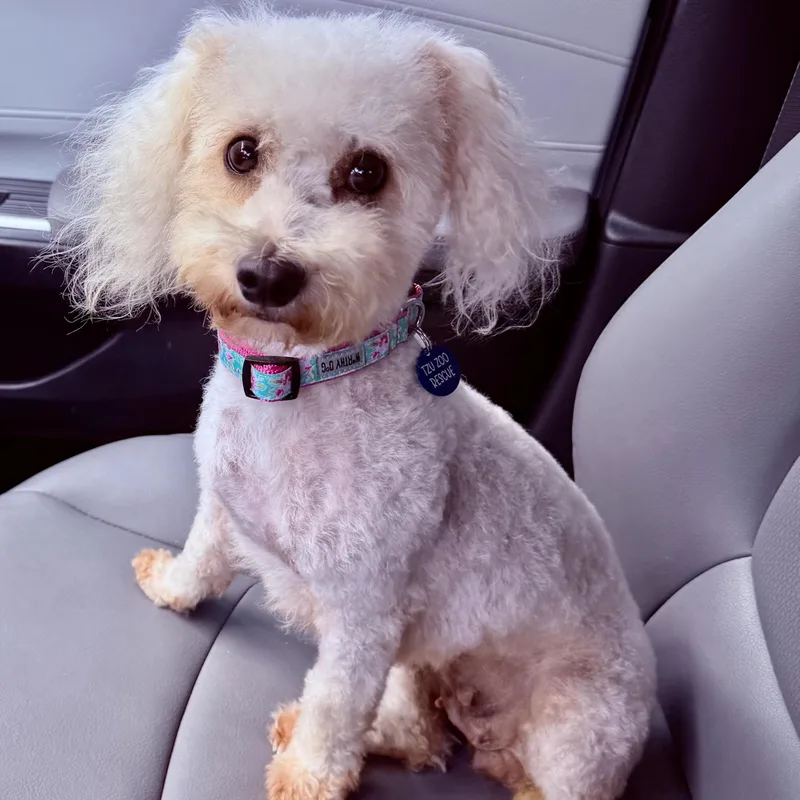 An adult small-sized female White / Cream Maltipoo dog named Capri Trooper for adoption in Plano, TX