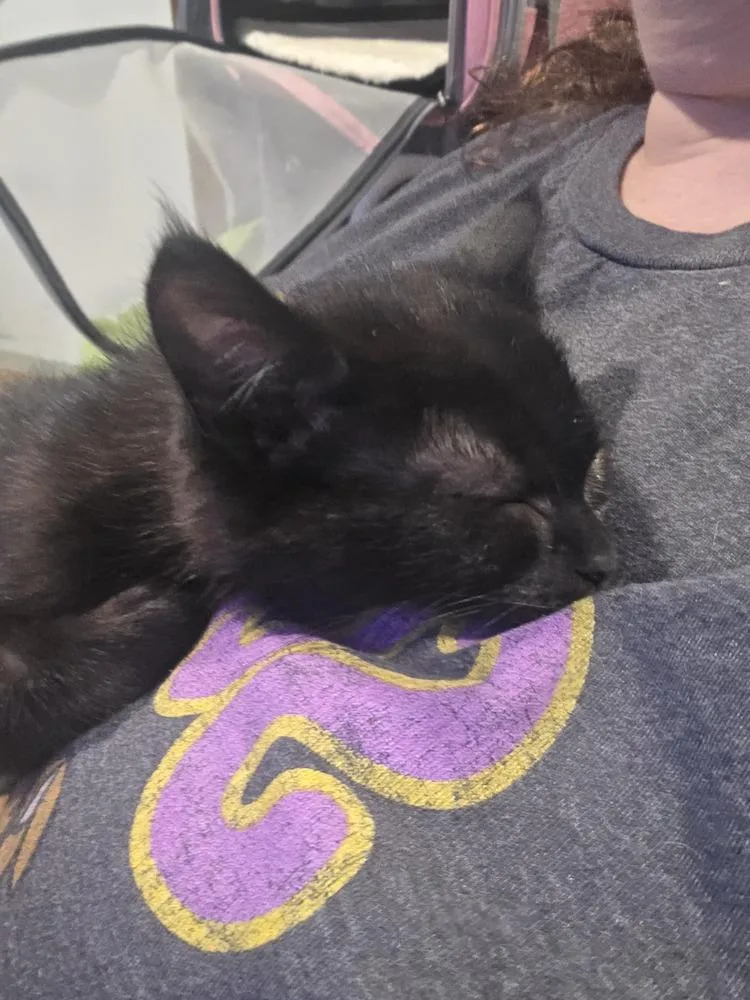 A baby small-sized female Black Domestic Short Hair cat named Snorkel for adoption in Hudson, NH