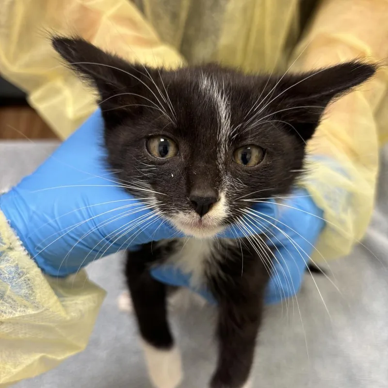 A baby small-sized male Black Domestic Short Hair cat named Scream for adoption in Evanston, IL