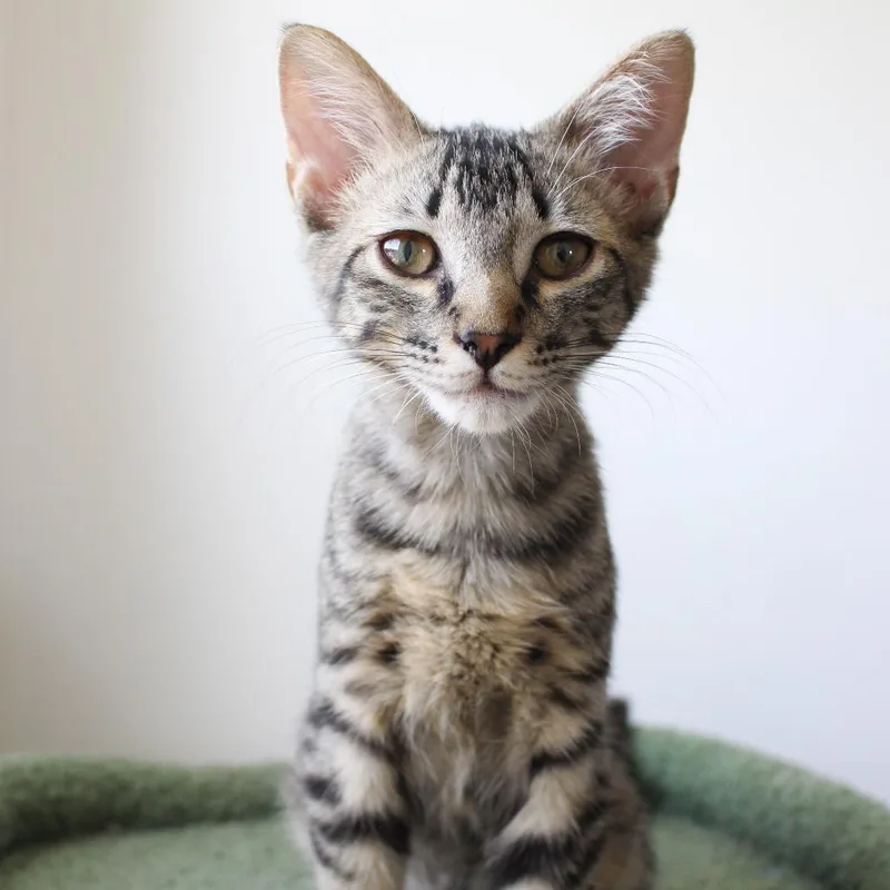 A baby small-sized female Brown / Chocolate Domestic Short Hair cat named Pikachu for adoption in Matteson, IL