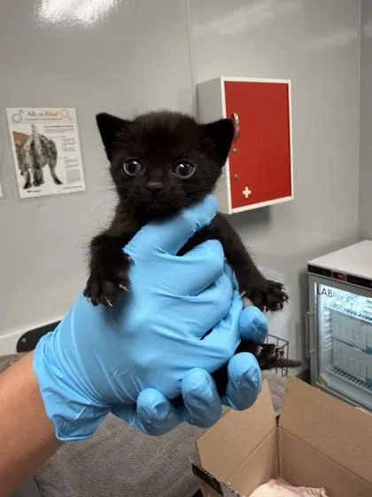 A young small-sized male Domestic Short Hair cat named B Kadin for adoption in North Charleston, SC