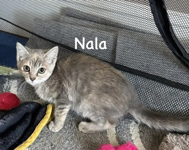 A baby small-sized female Gray & White Domestic Short Hair cat named Nala for adoption in Telford, PA