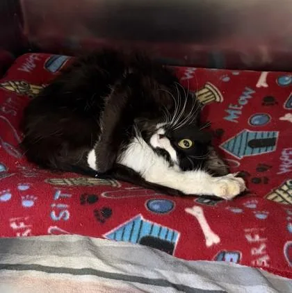 An adult small-sized female Domestic Short Hair cat named Joann for adoption in Roseville, CA