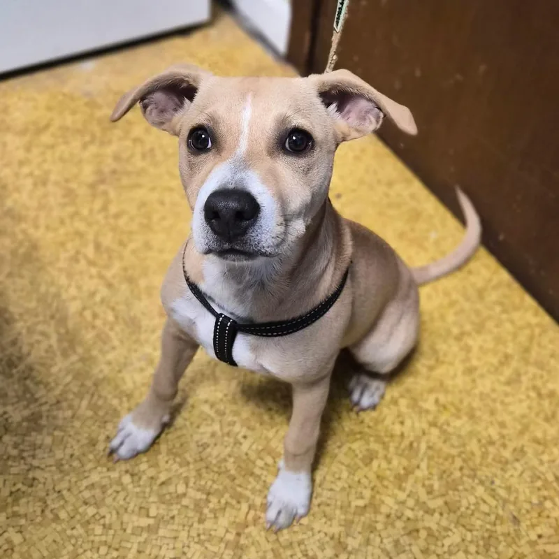 A young medium-sized male White / Cream Terrier dog named Bubba for adoption in Wahiawa, HI
