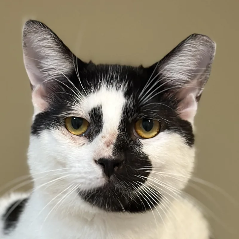 An adult medium-sized male Black & White / Tuxedo Domestic Short Hair cat named Toby for adoption in Victor, NY