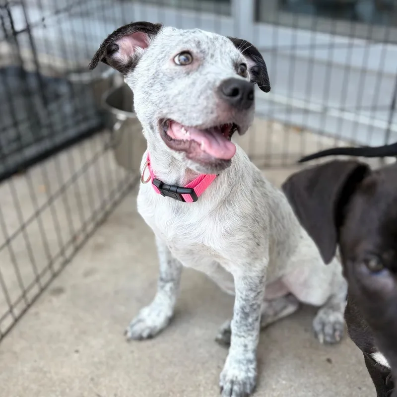 A young medium-sized female Australian Cattle Dog / Blue Heeler dog named Buttercup for adoption in Bastrop, TX