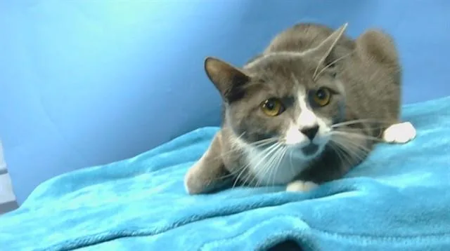 A young small-sized male Domestic Short Hair cat named Jasperstarr for adoption in Gardena, CA