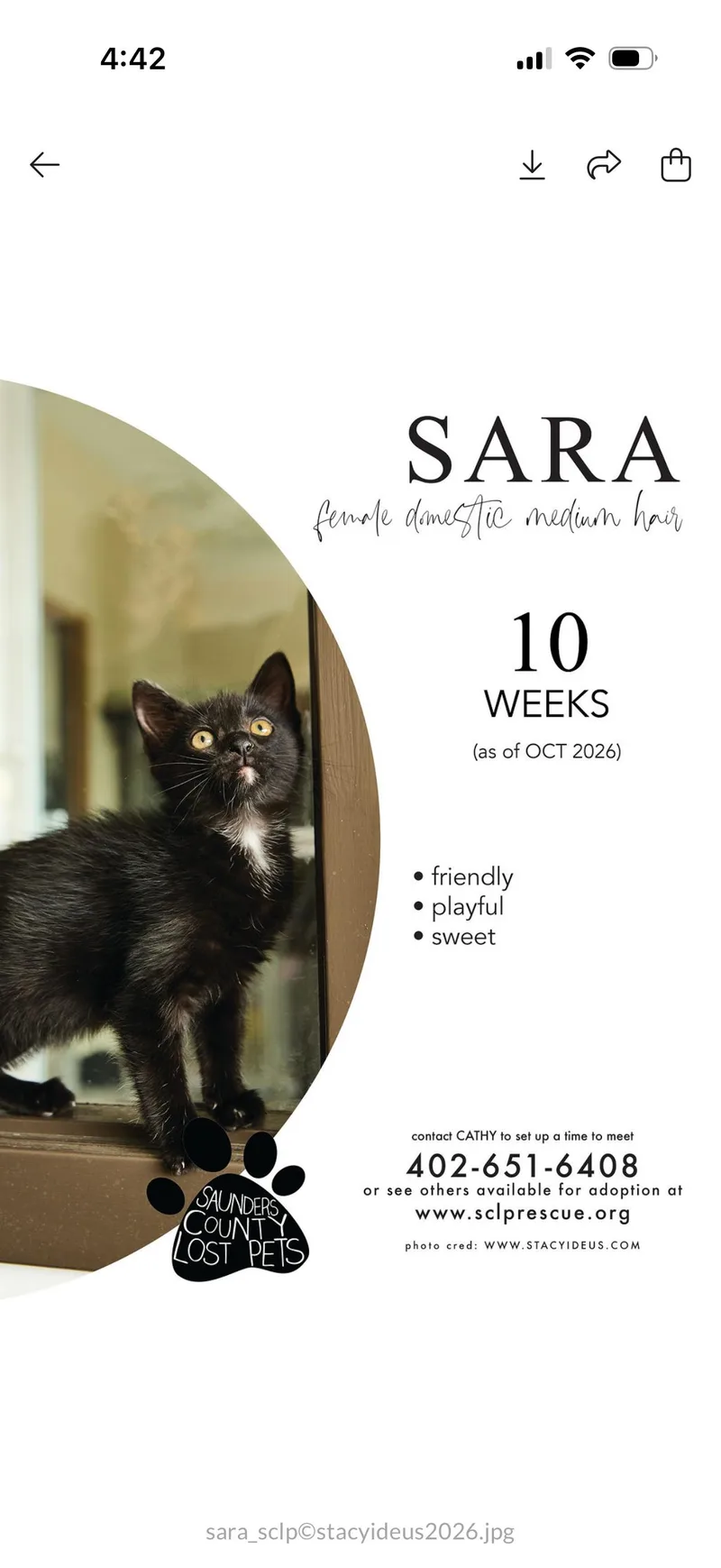 A baby medium-sized female Domestic Medium Hair cat named Sara for adoption in Wahoo, NE
