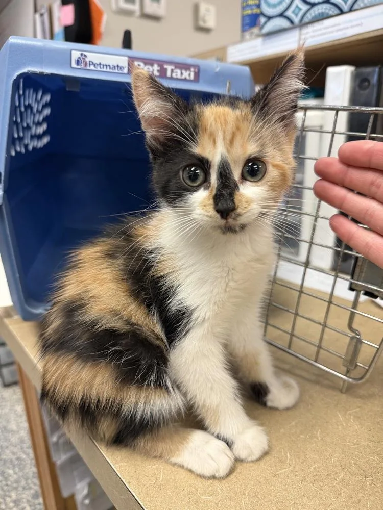 A baby small-sized female Orange & White Domestic Short Hair cat named Lilac for adoption in Bemidji, MN