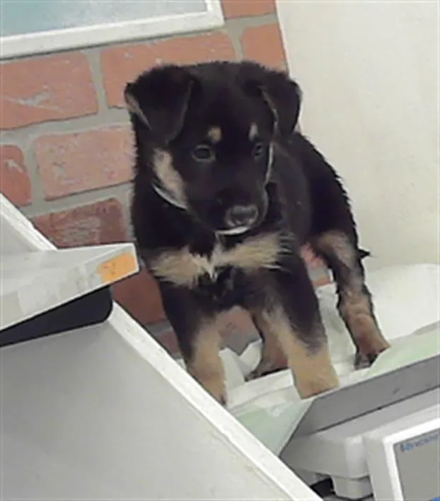 A baby small-sized male Australian Cattle Dog / Blue Heeler dog named Luka for adoption in Houston, TX