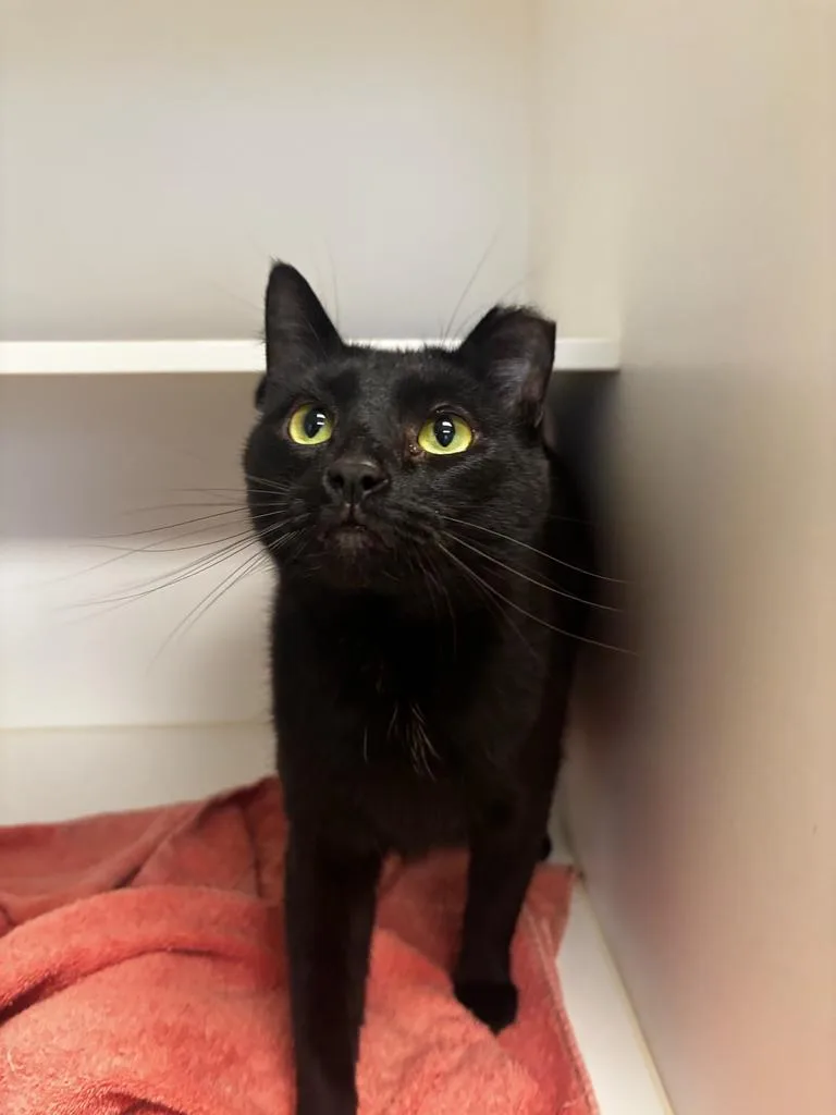An adult medium-sized male Domestic Short Hair cat named Mo for adoption in Greenfield, IN