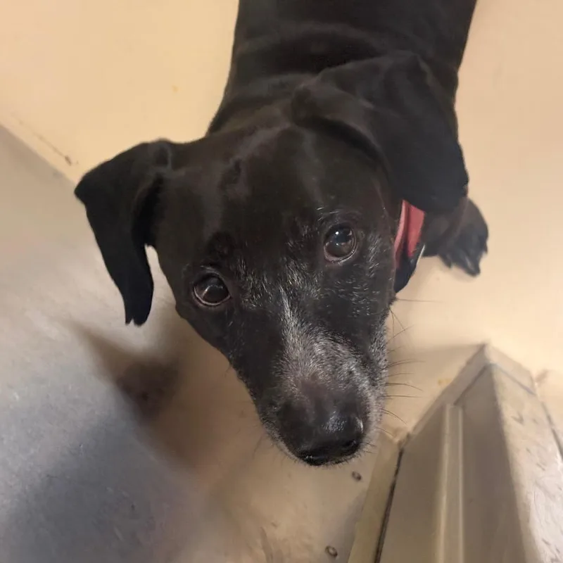 A senior medium-sized male Black Mixed Breed dog named Jax Briggs for adoption in Winston-Salem, NC
