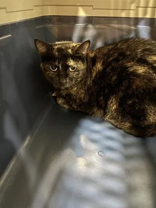 An adult medium-sized female Domestic Short Hair cat named Thunder for adoption in Cincinnati, OH