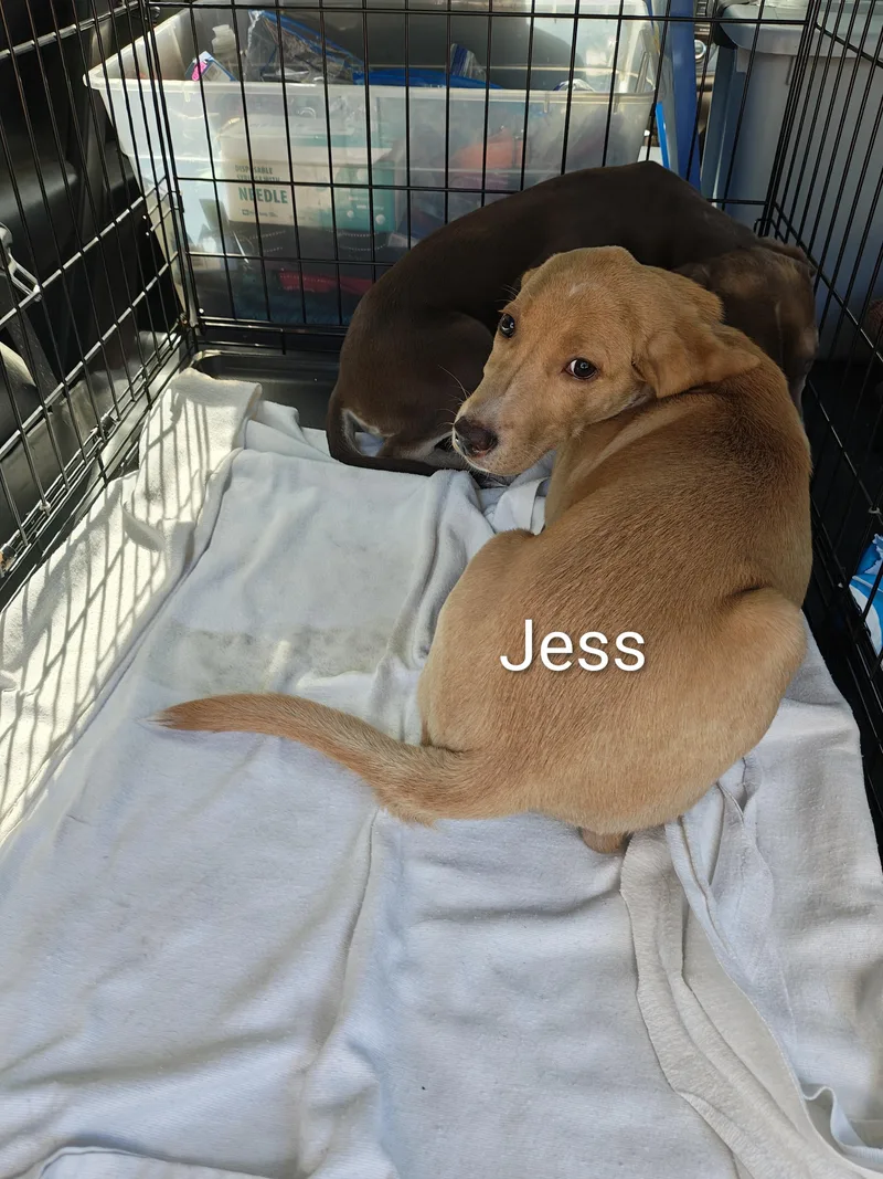 Jess thumbnail 3