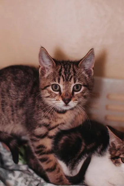A young small-sized male Domestic Short Hair cat named A Carnival Petsmart North for adoption in North Charleston, SC