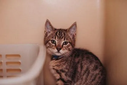 A Carnival Petsmart North thumbnail 3