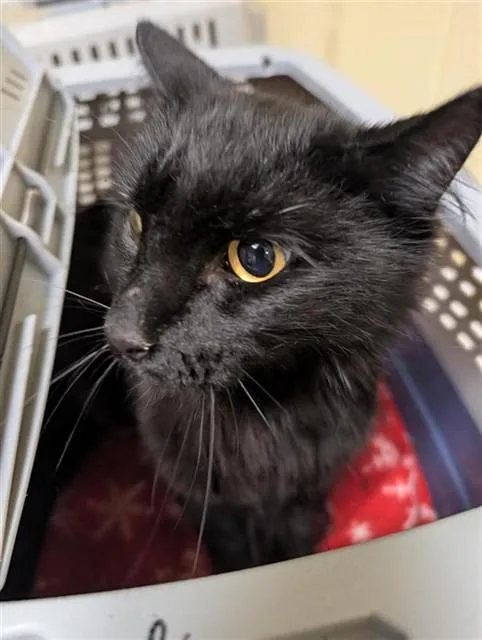 An adult small-sized male Domestic Short Hair cat named Lunar Sky for adoption in Sacramento, CA