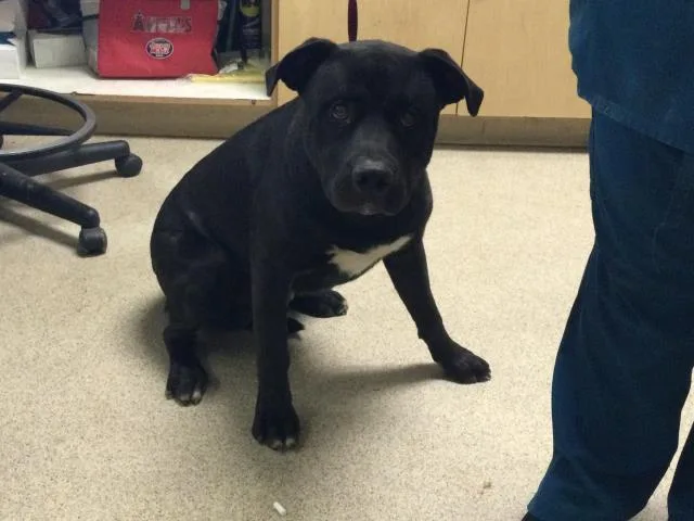 A young large-sized male Pit Bull Terrier dog named Polo for adoption in Riverside, CA