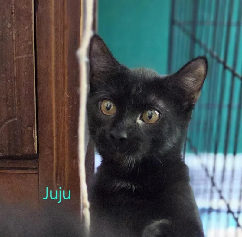 A baby medium-sized female Black Domestic Short Hair cat named JuJu Bean for adoption in Richmond, VA