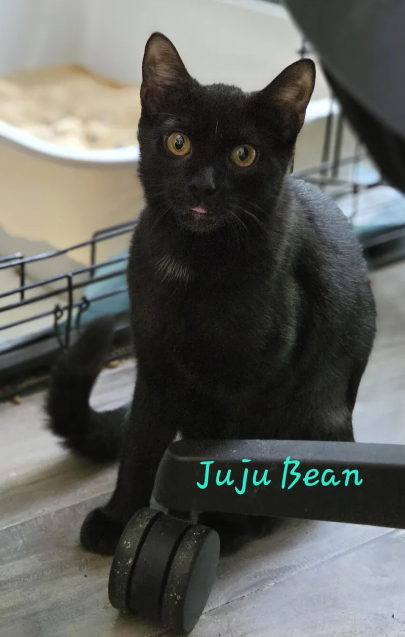 JuJu Bean thumbnail 2