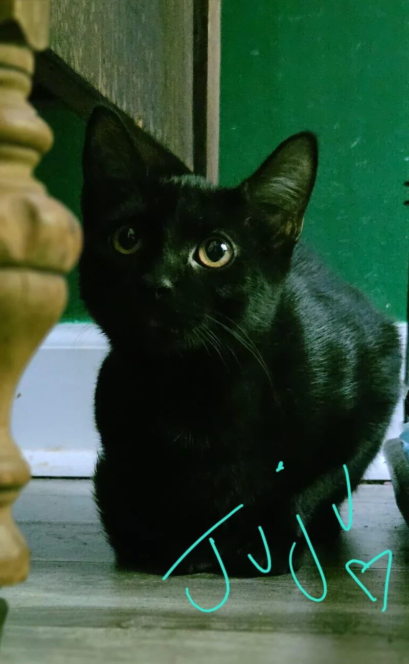 JuJu Bean thumbnail 3