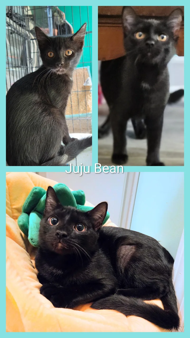 JuJu Bean thumbnail 4