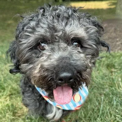 A young medium-sized male Cockapoo dog named Bart for adoption in Arlington, VA