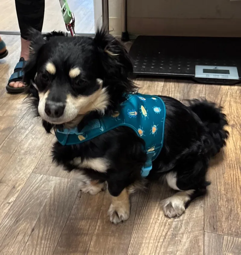 An adult small-sized male Black Dachshund dog named Denim for adoption in Shingle Springs, CA