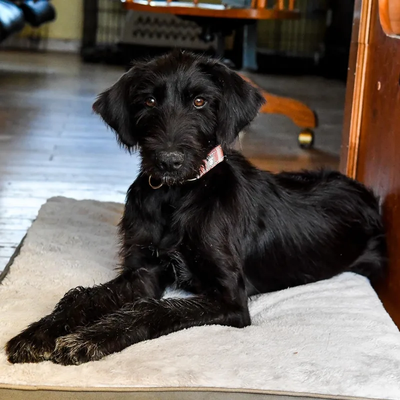 A young medium-sized female Black Schnauzer dog named Tootsie for adoption in Fort Collins, CO