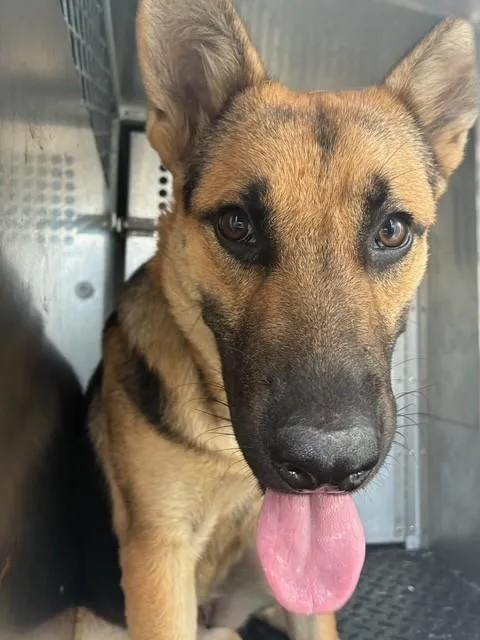 An adult medium-sized female German Shepherd Dog dog named A for adoption in Rancho Cucamonga, CA