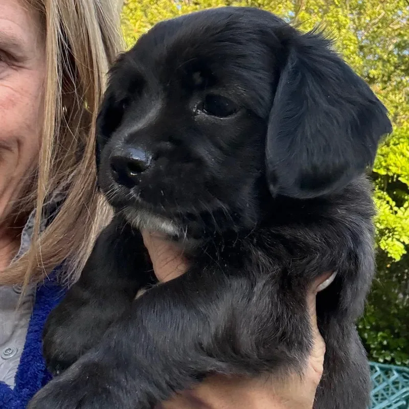 A baby medium-sized male Black Labrador Retriever dog named Hank for adoption in Point Richmond, CA