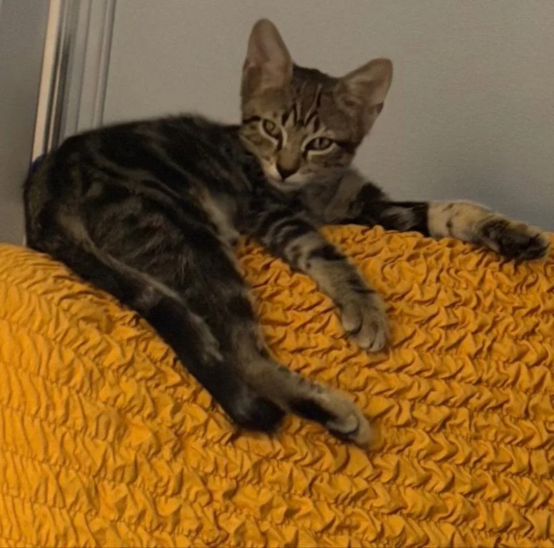 A baby medium-sized female Domestic Short Hair cat named Olive Grace for adoption in Pineville, LA
