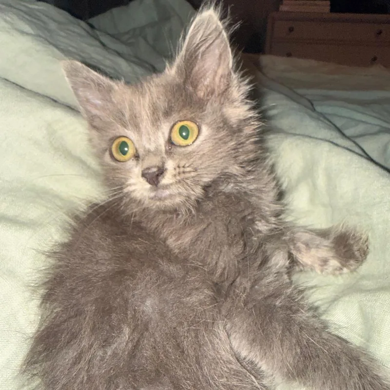 A baby small-sized female Gray / Blue / Silver Domestic Short Hair cat named MaryJane for adoption in Chattanooga, TN