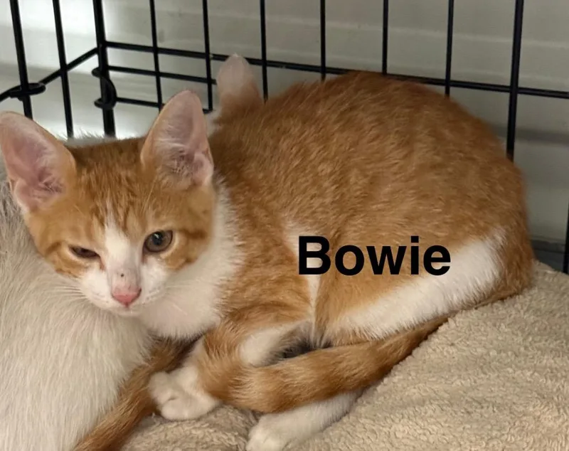 A baby small-sized male Domestic Short Hair cat named Bowie for adoption in Saint Francisville, LA