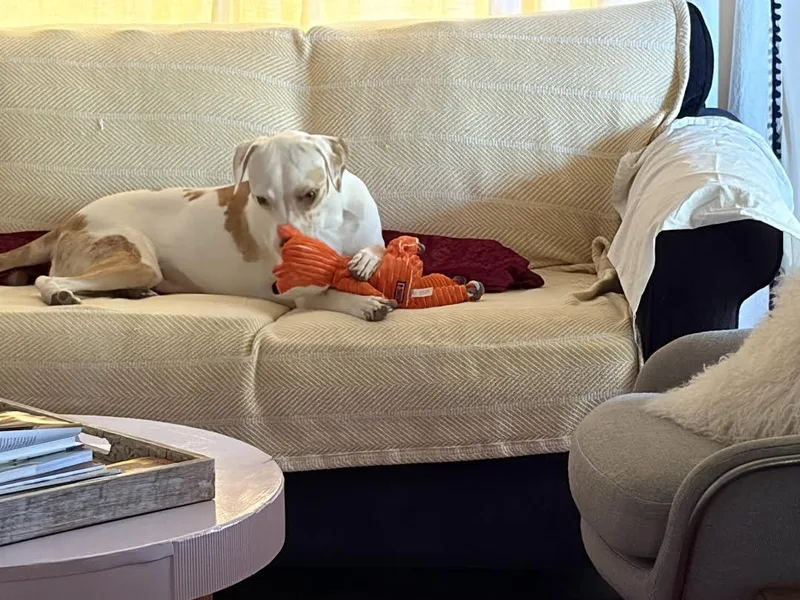 A young medium-sized female White / Cream Pointer dog named Haven for adoption in Chandler, AZ