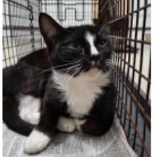 A young medium-sized female Black Domestic Short Hair cat named Rumble Houston for adoption in Denver, CO