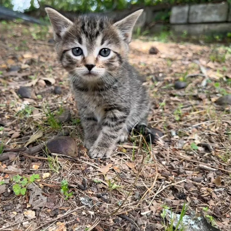 A baby small-sized female Brown / Chocolate Domestic Short Hair cat named Lita for adoption in Odenville, AL